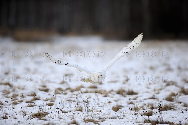 Snowy Owl