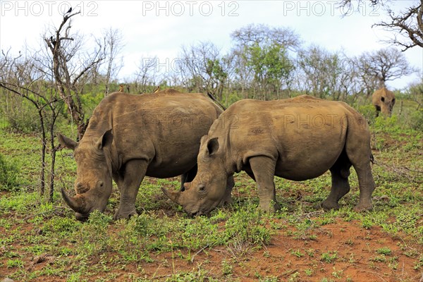 White rhinoceroses