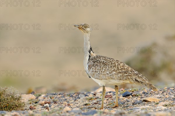 Houbara bustard