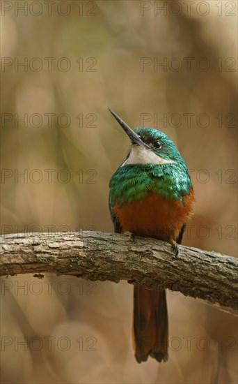 Red-tailed Jacamar