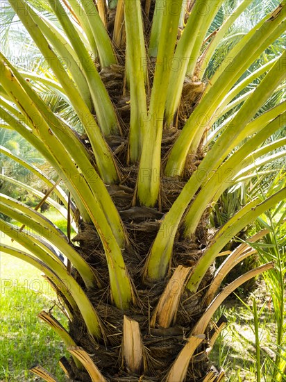 Date palm trunk