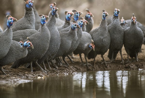 Helmeted guineafowl