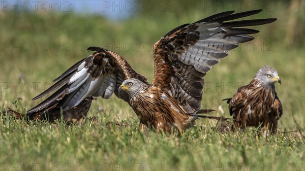 Red kite