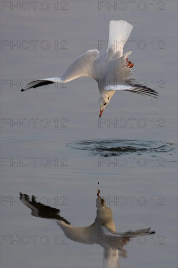 Black-headed gull