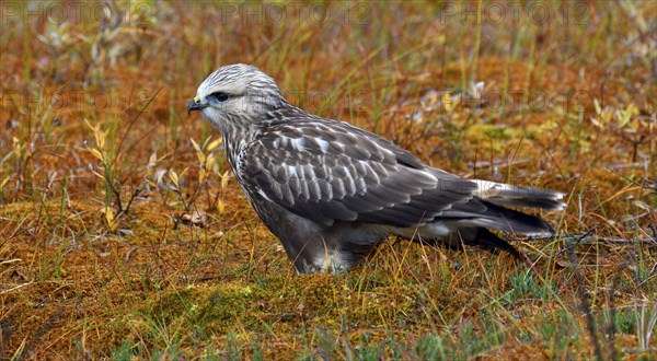 Rough-legged buzzard or hawk