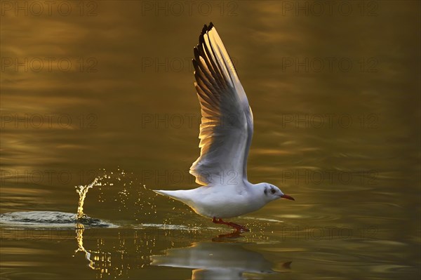 Black-headed gull