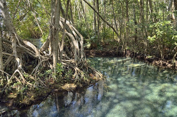 Freshwater source in mangrove forest