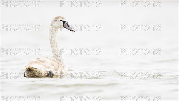 Mute swan