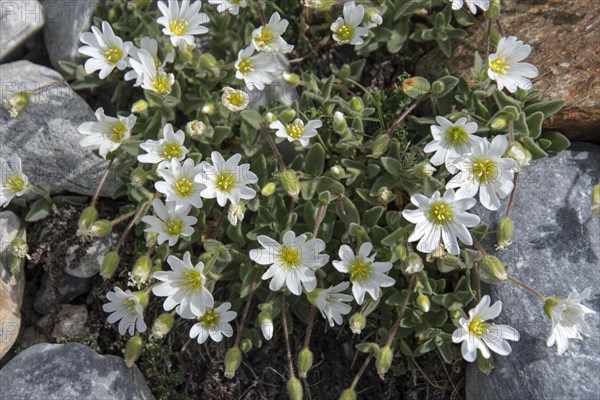 Mouse-ear chickweed