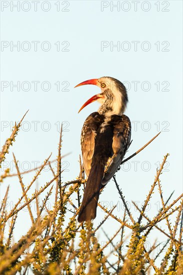 Red-billed hornbill