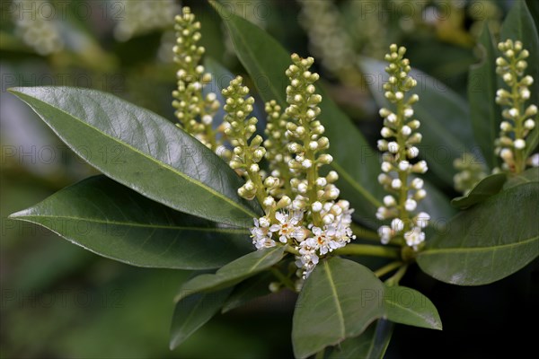 Flowering Cherry laurel