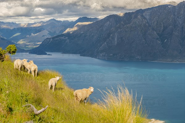 Sheep in a meadow in front of lake Lake Hawea and mountain panorama