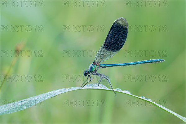 Banded demoiselle