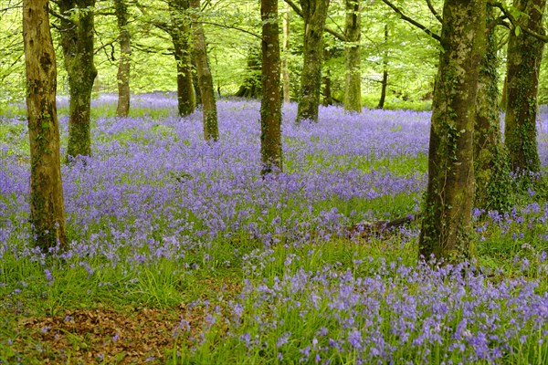 Blossoms of Common bluebell