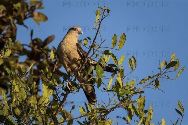 Yellow-headed caracara