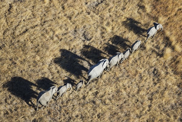 African Elephant