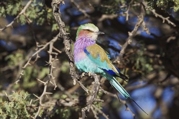 Lilac-breasted Roller