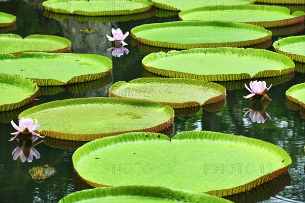 Flowering Giant Sea Lily