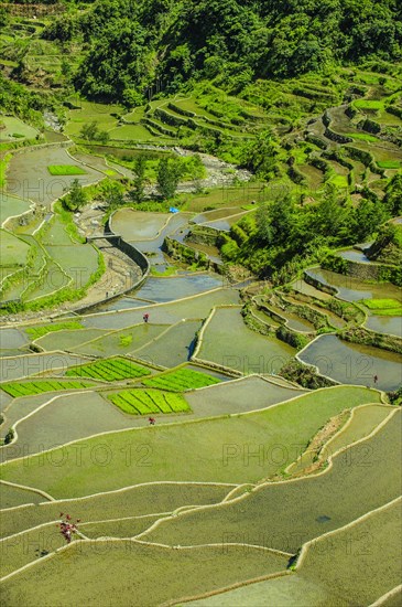 Rice terraces of Banaue