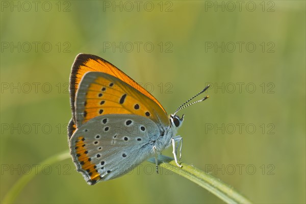 Large Copper