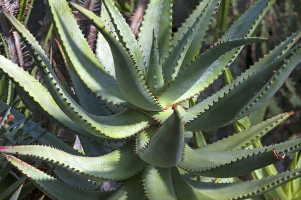 Aloe
