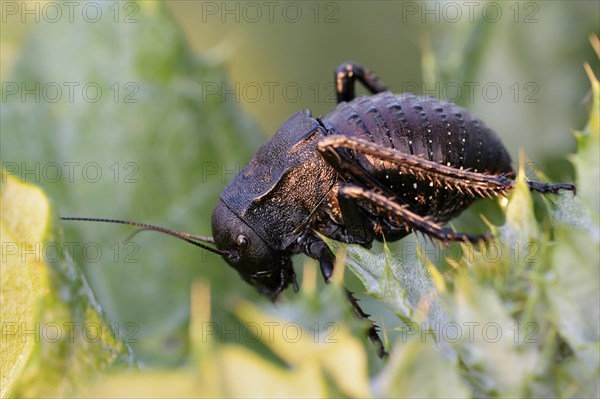 Bush cricket