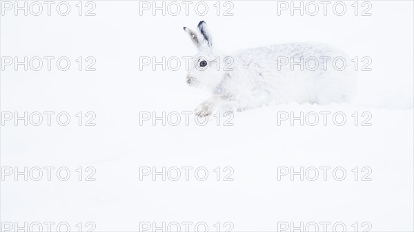 Mountain hare