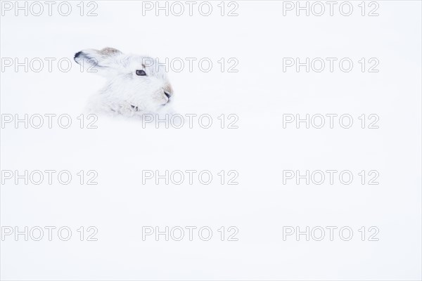 Mountain hare