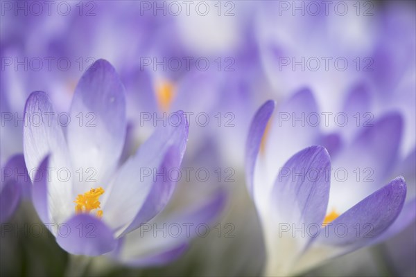 Woodland crocus