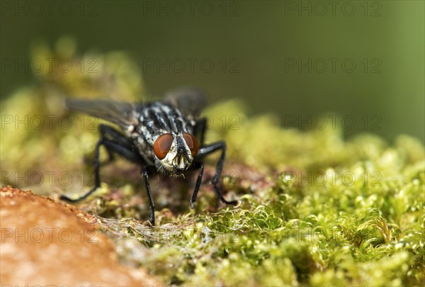 Blowfly