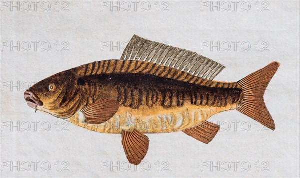 Common carp