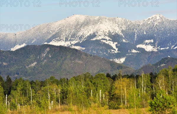 Moor with downy birches