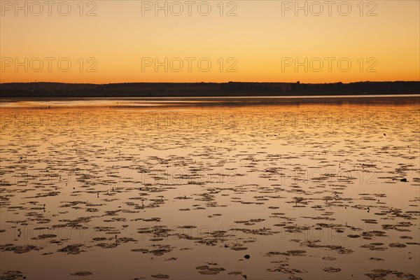 Nature reserve Federsee lake at sunrise