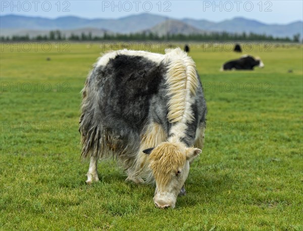 Grazing Yak