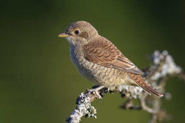 Red-backed shrike