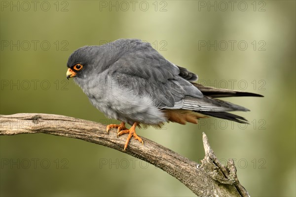 Red-footed Falcon