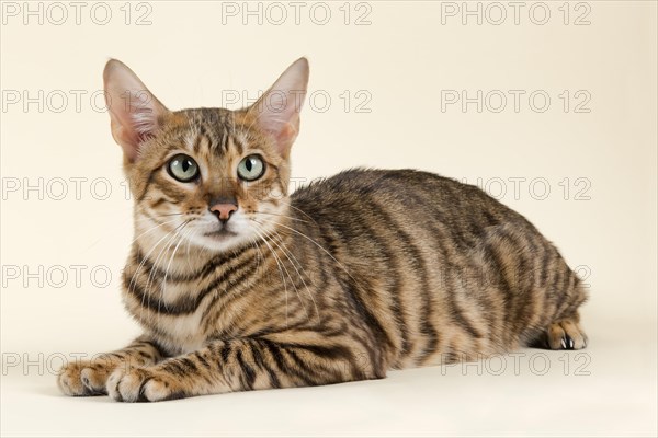 Pedigree cat Toyger