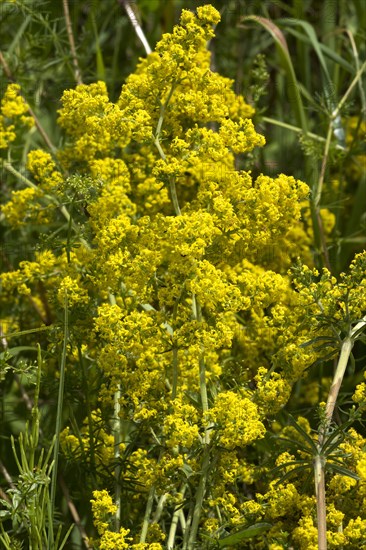 Lady's bedstraw