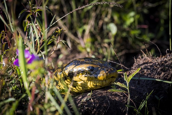 Yellow anaconda