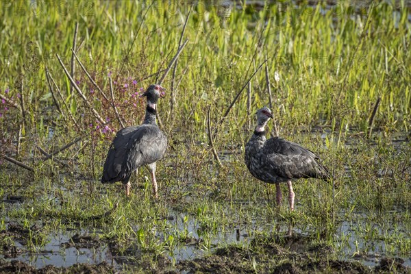 Southern screamers or Crested screamers