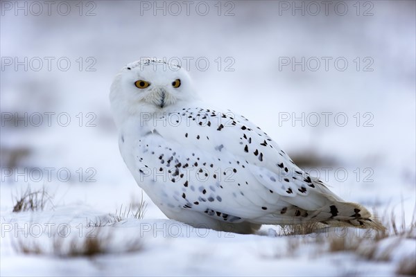 Snowy Owl