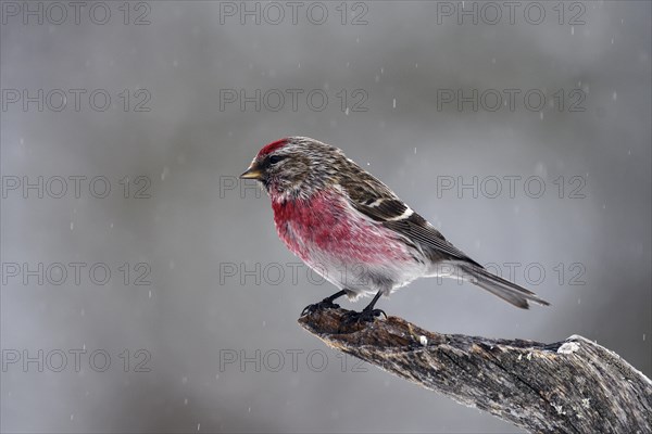 Birch Red Siskin