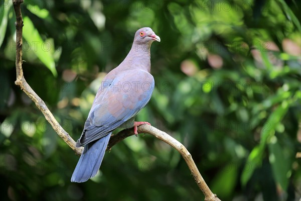 Maranon pigeon