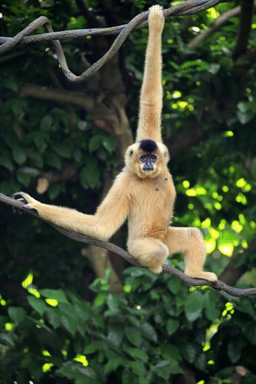 Southern Yellow-cheeked Crested Gibbon