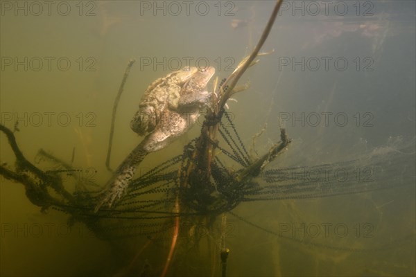 Common toads