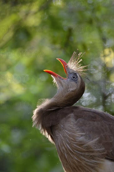 Red-legged Seriema