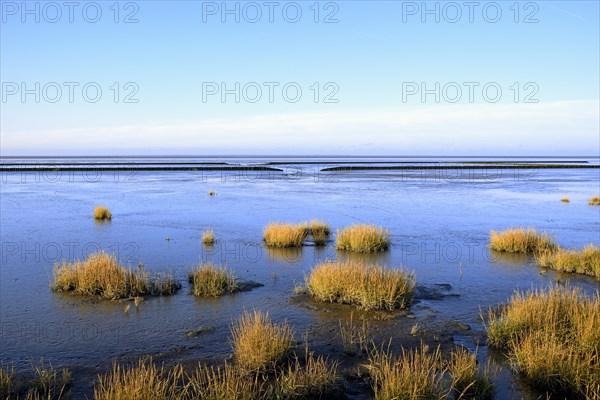 Beach plants