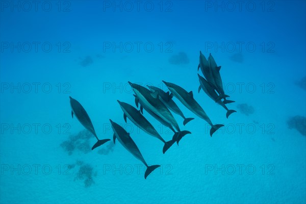 A pod of Spinner Dolphins