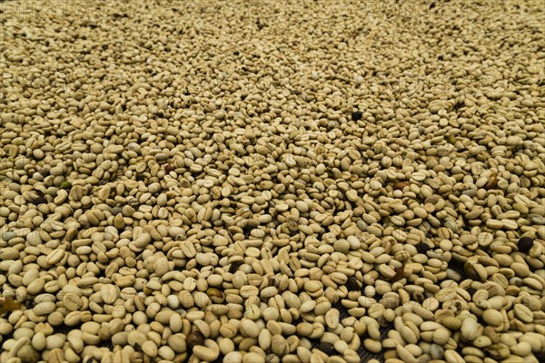 Coffee beans drying