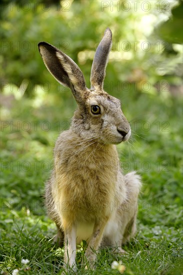 Hare